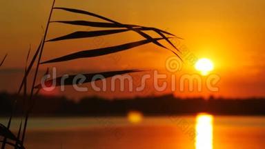 日落景观的芦苇与阳光和水的背景